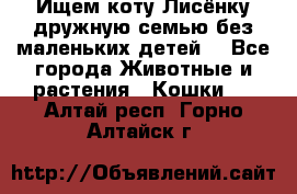 Ищем коту Лисёнку дружную семью без маленьких детей  - Все города Животные и растения » Кошки   . Алтай респ.,Горно-Алтайск г.